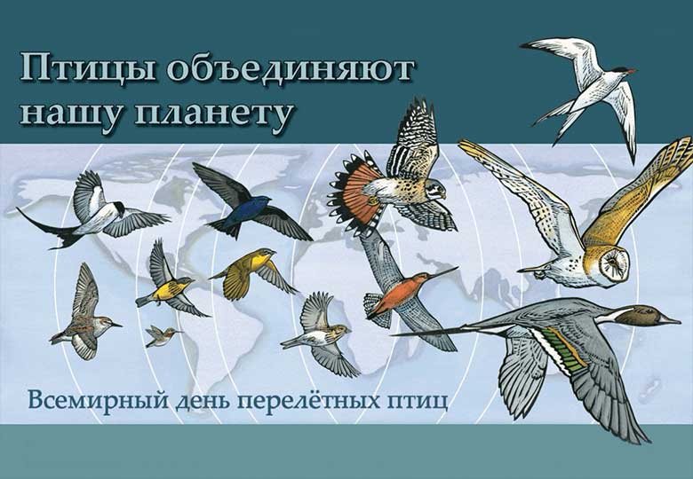 17 октября – Всемирный день перелетных птиц